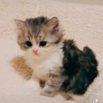 Persian kittens