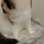 Ragdoll Girls