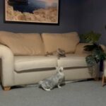 Kittens due in May BSH GCCF registered