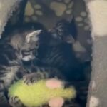 5 Kittens needing adopting