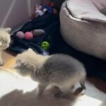 Scottish fold/ straight kittens very beautiful!