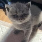 stunning Chunky britishshorthair boy!