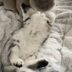 BSH KITTENS DUE MAY GCCF REGISTERED