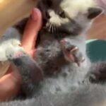 BSH stunning Chunky kitten!