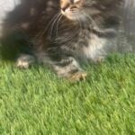 Part Maine Coon female kitten female 9 weeks