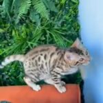 Bengals pedigree kitten