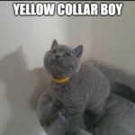 Champion GCCF registered Blue British shorthair kittens