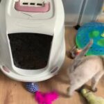 silver snow seal lynx double charcoal point bengal kittens.