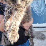 2 full Russian lines boys 1 polydactyl