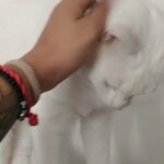 Beautiful Boy Angora Turkish