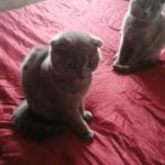 Bsh Kittens