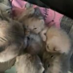 BSH kittens