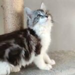 Maine Coon kittens ready now
