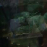 fish tank and Cabernet and fish