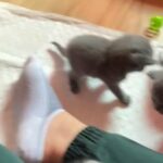 Scottish blue kittens!