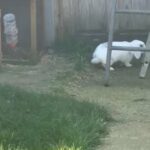mini lops rabbit with hutch male and female