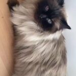 BEAUTIFUL RAGDOLL CAT
