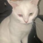 BEAUTIFUL TURKISH ANGORA CATS