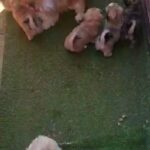 lhasa apso cross puppys