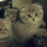 TICA registered kittens