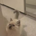 Ragdoll kittens