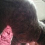 Bsh Kittens for sale
