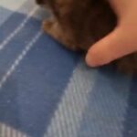 Maine Coon kitten