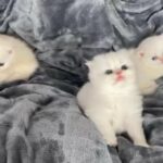 TICA registered British short and long hair kittens, pure breed, five-generation pedigree.