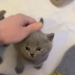 STUNNING BRITISH SHORTHAIR KITTENS