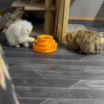 golden Persian tabby