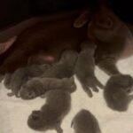 Scottish fold kittens!