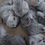 british shorthaired kittens