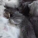 chinchilla persian x British shorthaired kittens