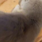 lilac British shorthaired kittens
