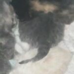 5 kittens ready mid April
