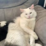 Maine coon