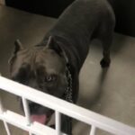 cane corso stud
