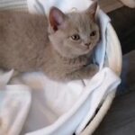 British shorthair kittens