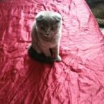 Bsh Kittens