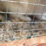 Lionhead Rabbits