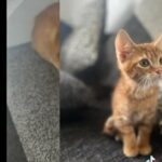 Cute 8 week old male kitten