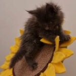 Maine Coon kitten