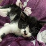 kitten for sale