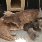 X BSH/Mainecoon kittens due April