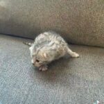 Scottish Fold Kittens.