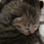 BSH Silver tabby queen