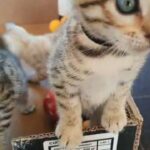4 Gorgeous Male Bengals