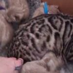 pedigree Bengal kittens from Champion bloodlines