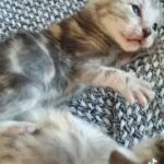 Scottish Fold Kittens. rare markings.