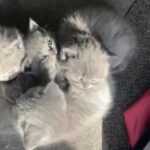 BSH kittens